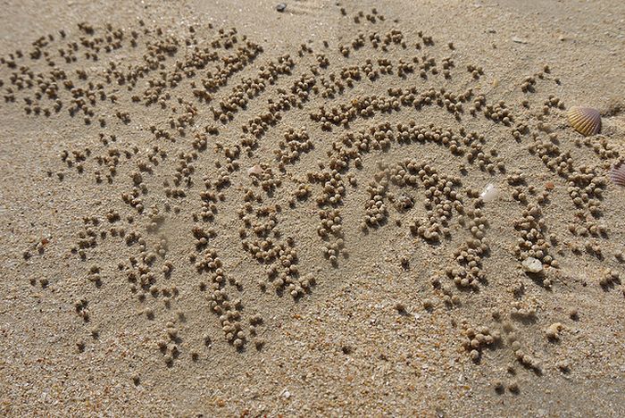 sand bubbler crabs build sand pellets