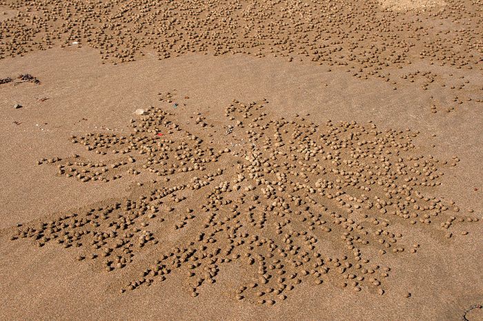 sand bubbler crabs build sand pellets