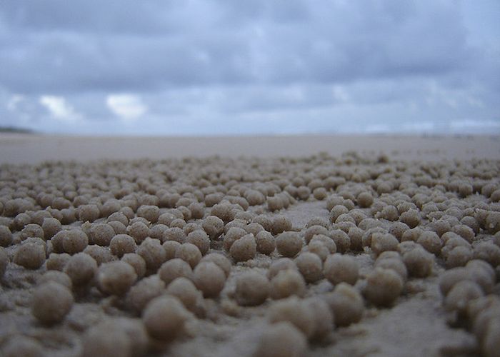 sand bubbler crabs build sand pellets