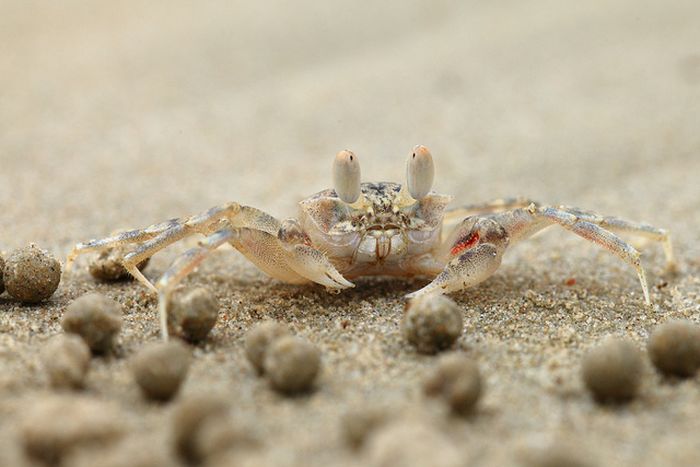 sand bubbler crabs build sand pellets