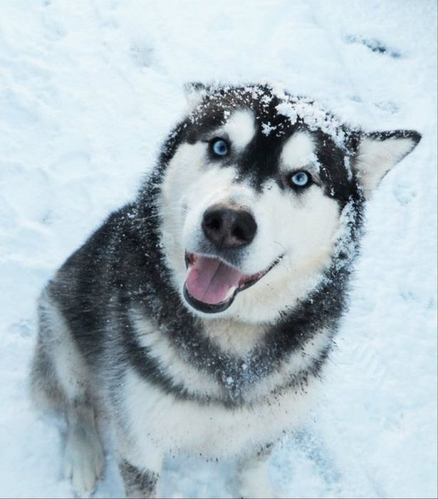 husky dog