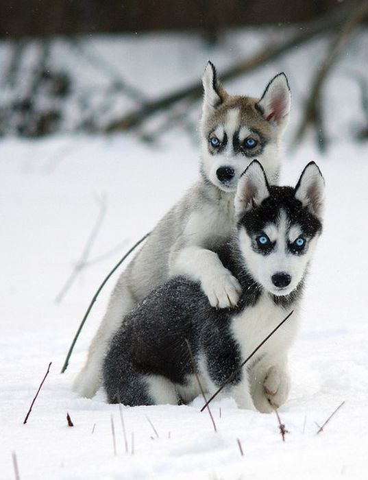 husky dog