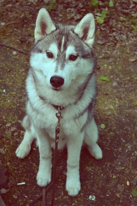 husky dog