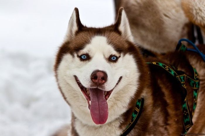 husky dog