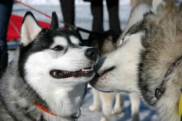 husky dog