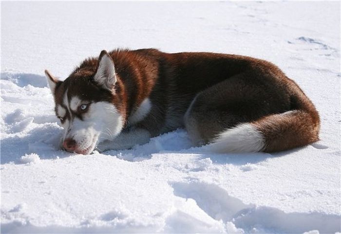 husky dog