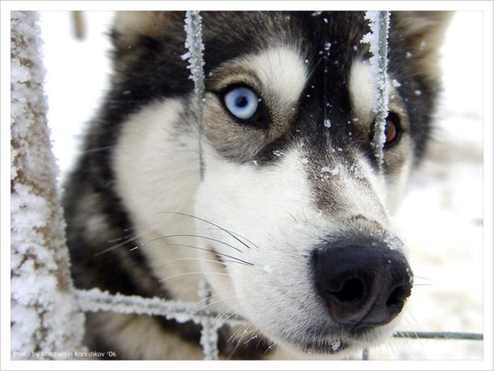 husky dog