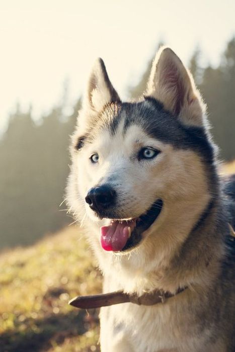 husky dog