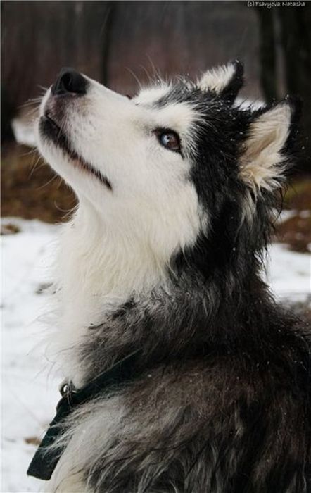 husky dog