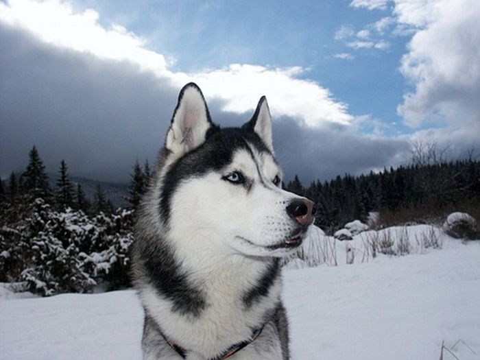 husky dog