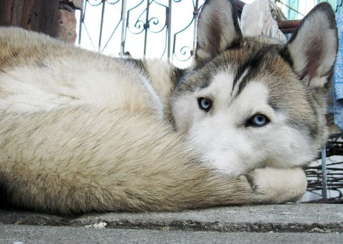 husky dog