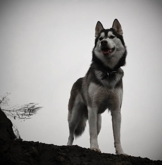 husky dog