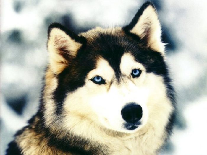 husky dog