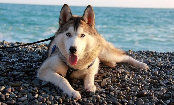 husky dog