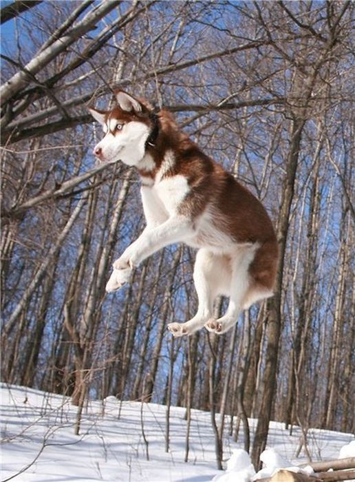 husky dog