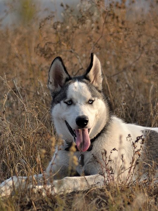 husky dog