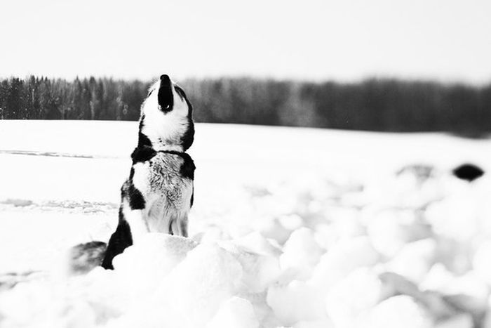 husky dog