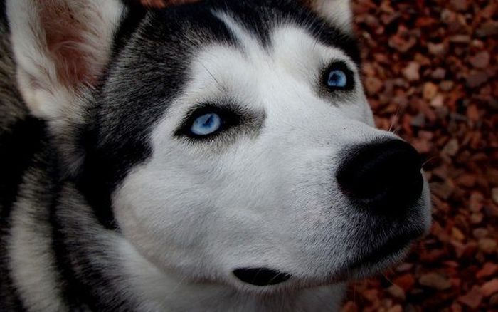 husky dog