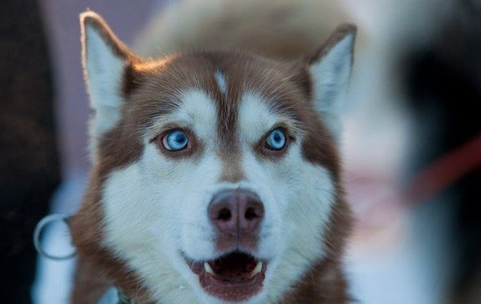 husky dog