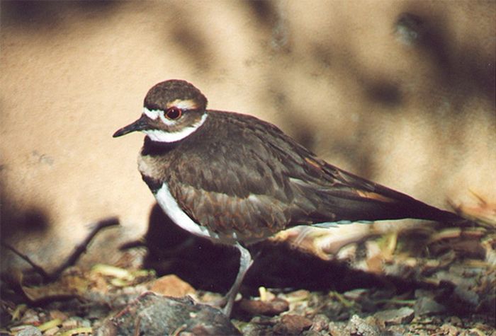 bird photography