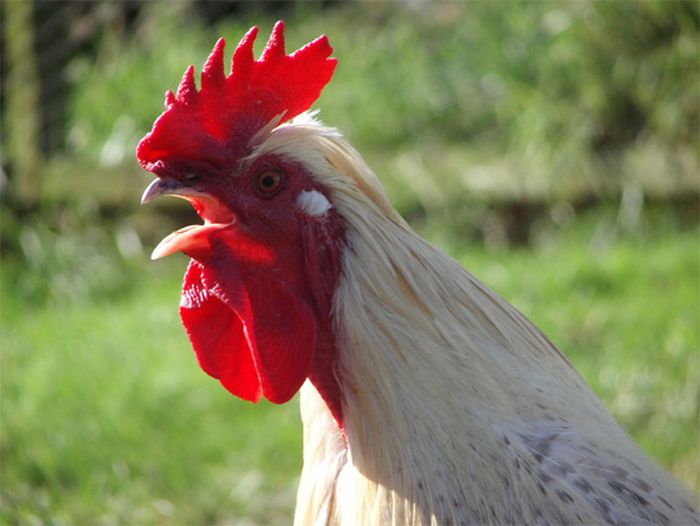 bird photography