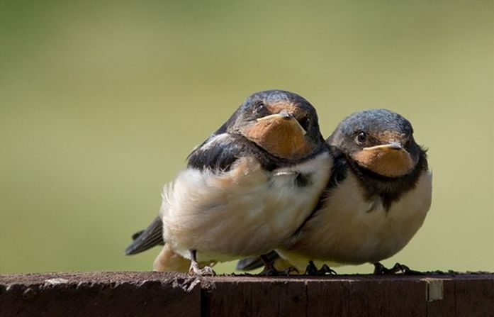 bird photography