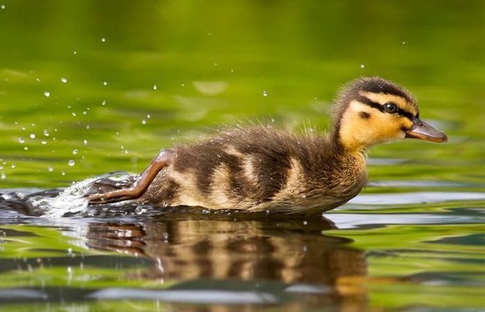 bird photography