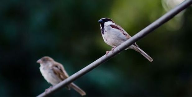 bird photography