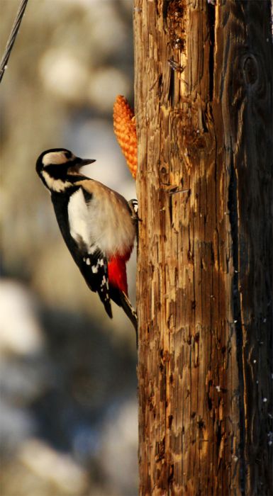 bird photography