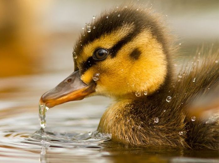 bird photography