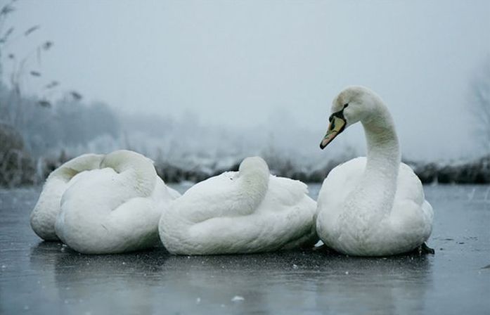 bird photography