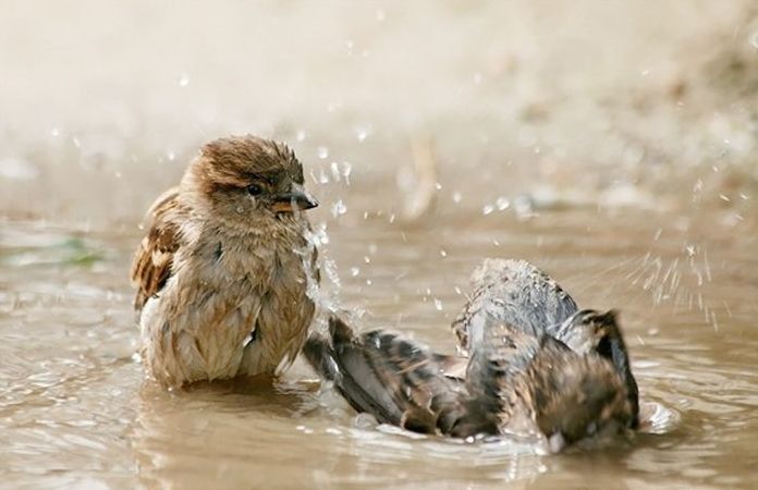 bird photography