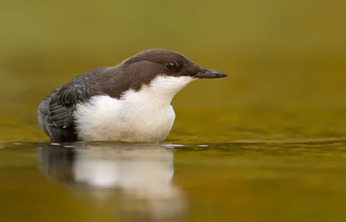 bird photography