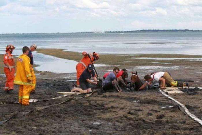 Rescuing a horse stuck in mud, Avalon Beach, Corio Bay, Victoria, Australia