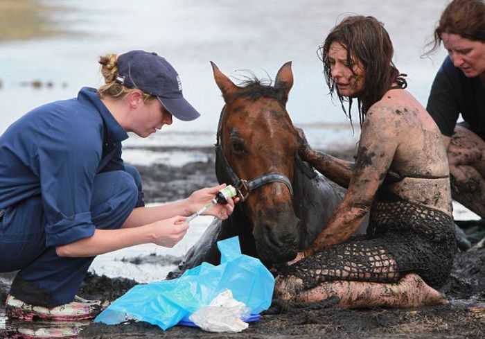 Rescuing a horse stuck in mud, Avalon Beach, Corio Bay, Victoria, Australia