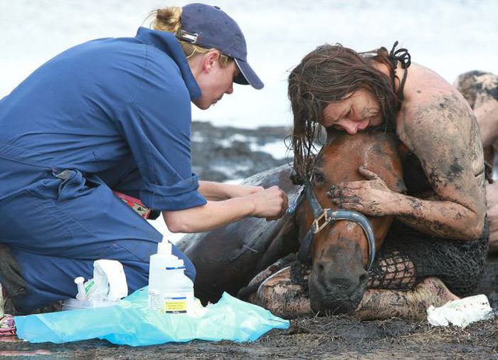 Rescuing a horse stuck in mud, Avalon Beach, Corio Bay, Victoria, Australia