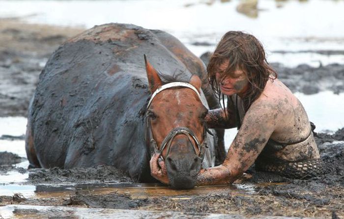Rescuing a horse stuck in mud, Avalon Beach, Corio Bay, Victoria, Australia