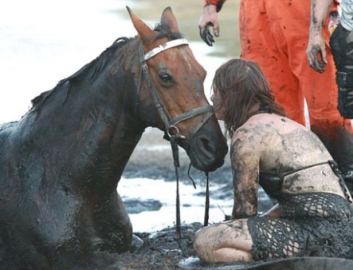 Rescuing a horse stuck in mud, Avalon Beach, Corio Bay, Victoria, Australia