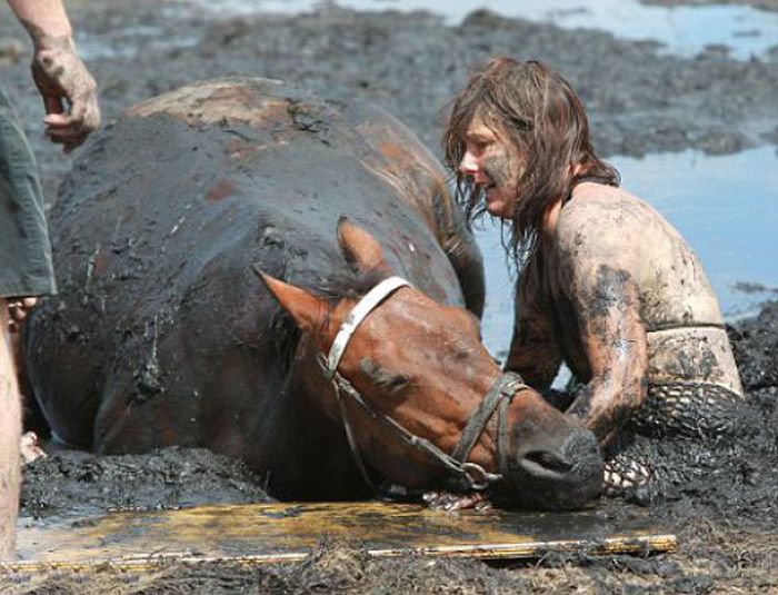 Rescuing a horse stuck in mud, Avalon Beach, Corio Bay, Victoria, Australia