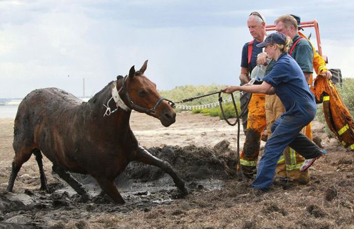 Rescuing a horse stuck in mud, Avalon Beach, Corio Bay, Victoria, Australia