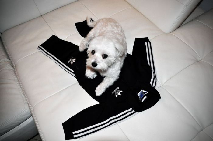 dog in a jogging suit