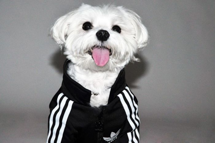 dog in a jogging suit