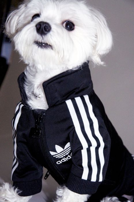 dog in a jogging suit