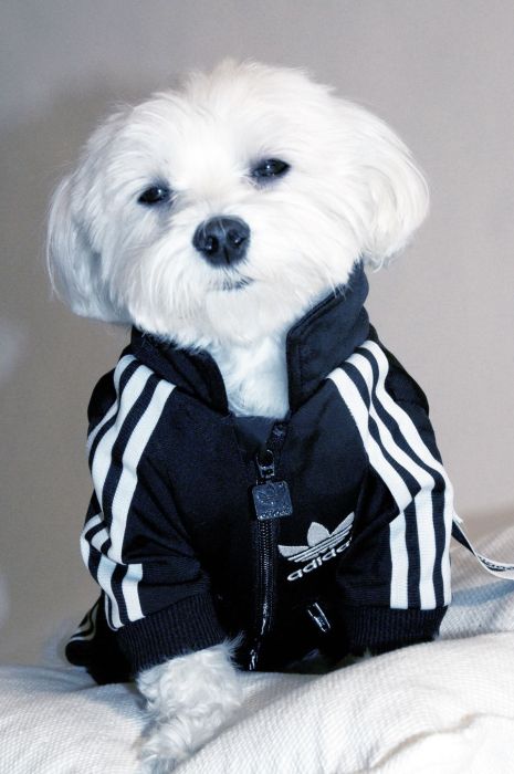 dog in a jogging suit