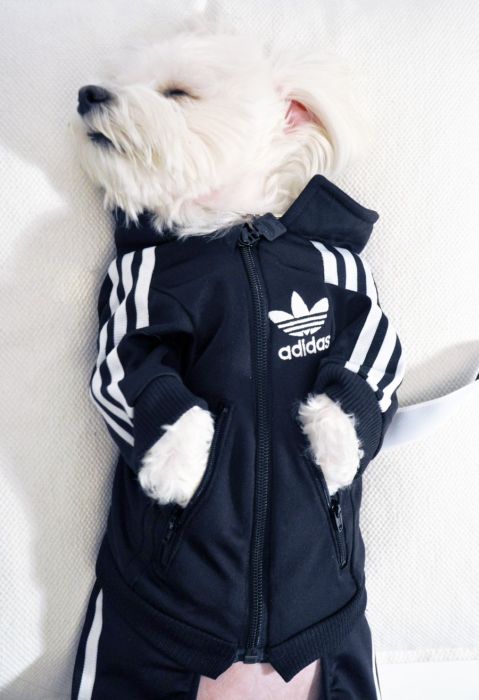 dog in a jogging suit