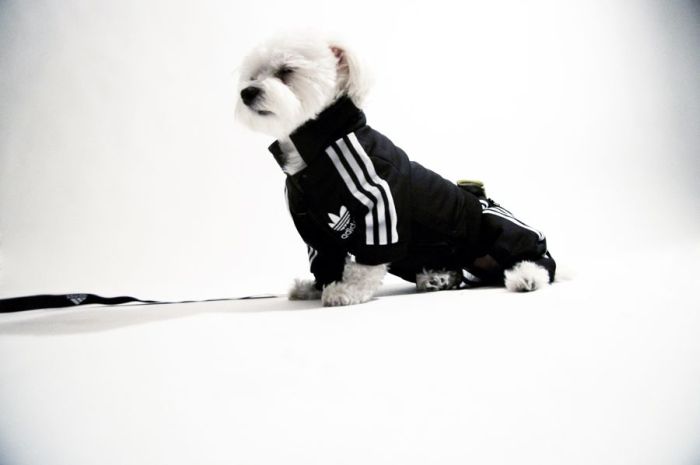 dog in a jogging suit