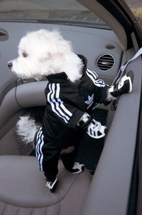 dog in a jogging suit