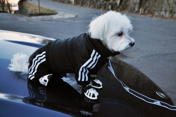 dog in a jogging suit