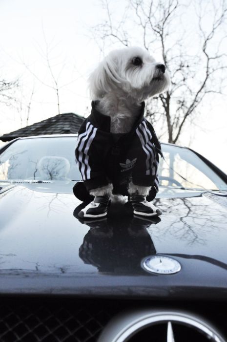 dog in a jogging suit