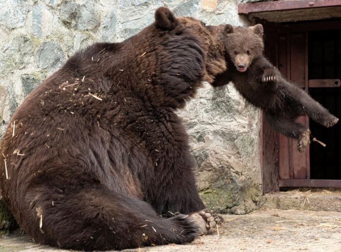 mother bear angry at her cub